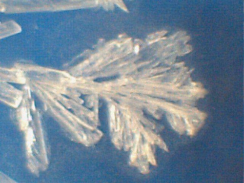 Mikrokrystaliczne wykrywanie manganu w postaci szczawianu. Ślepa próba. Kryształy kwasu szczawiowego po całkowitym odparowaniu próbki w temp. 24-27 st. C. Pow. x 72. Światło padające białe diodowe na niebieskim tle. #mikrokrystaliczna
