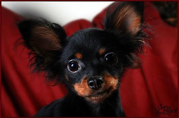 rosyjski toy - hodowla " z Bursztynowej Kolekcji" #ROSYJSKITOY #CHAMPION #EWAREMBIEJEWSKA #ROSYJSKITOYTERIER #ZBURSZTYNOWEJKOLEKCJI #PIESEK #TOY #ROSYJSKI #WYSTAWA #HODOWLA #MAŁYPIESEK #SUPERPIESEK #ZWYCIĘZCAŚWIATA #HERNING2010 #RUSTOY