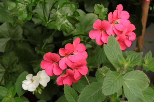 #pelargonie #kwiaty #balkon