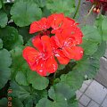 pelargonia ........