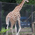 #zoo #zwierzęta #żyrafa