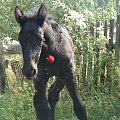 mmm #kętrzyn #czempionat #lato #wakacje #lipiec #koń #konie