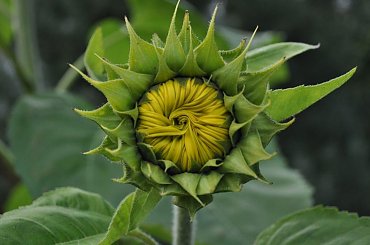 Kosowo na Kaszubach #słonecznik #ogród