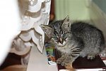 https://images47.fotosik.pl/346/dee045e3486d0113m.jpg