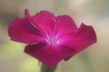 #kwiaty #las #ogród #ogródek #makro #ZBliska #kolorowe #czerwone #białe #fioletowe #liśćie