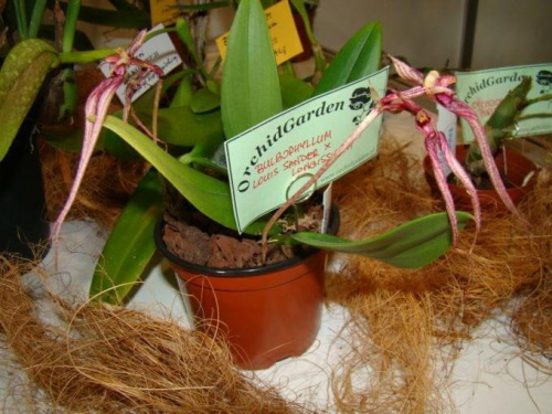 Bulbophyllum Louis Sander x longissimum