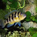 NEOLAMPROLOGUS SEXFASCIATUS #tanganika #neolamprologus