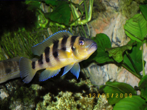 NEOLAMPROLOGUS SEXFASCIATUS #tanganika #neolamprologus