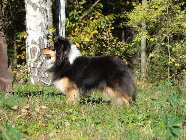 BŚNIOWA DEJZI Diabelskie Rozdroże.Owczarek szetlandzki,sheltie.