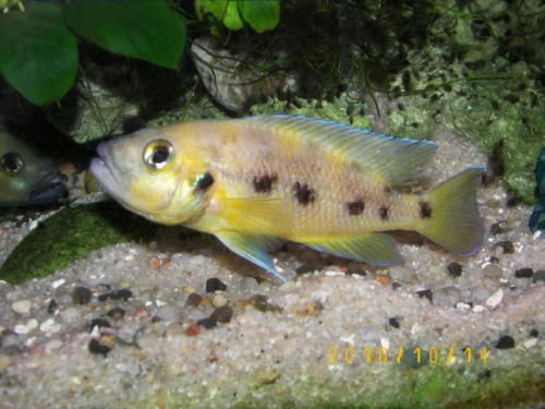 NEOLAMPROLOGUS SEXFASCIATUS #tanganika #neolamprologus