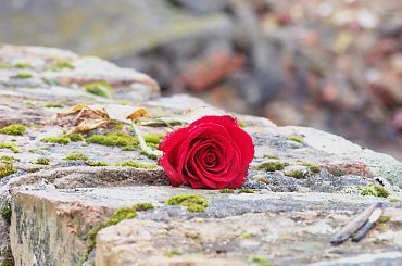 Oświęcim - Ku pamięci #róża #czerwona #oświęcim #obóz #pamięć