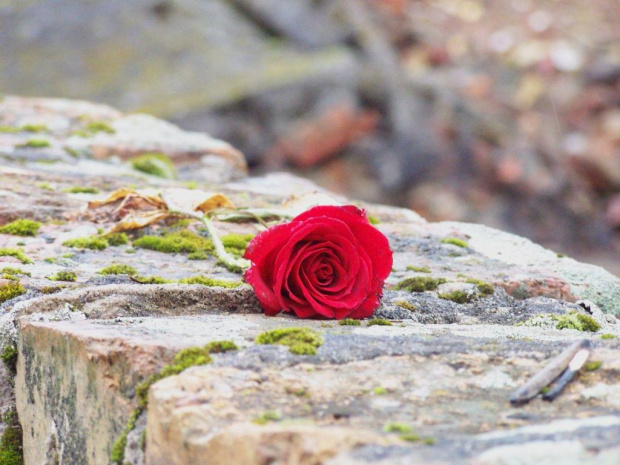 Oświęcim - Ku pamięci #róża #czerwona #oświęcim #obóz #pamięć