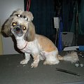 shih tzu Figa