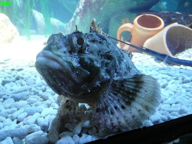 06.08.2008
