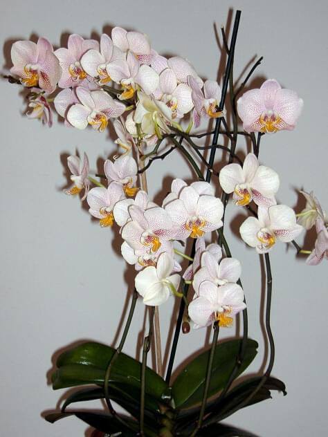 Phalaenopsis