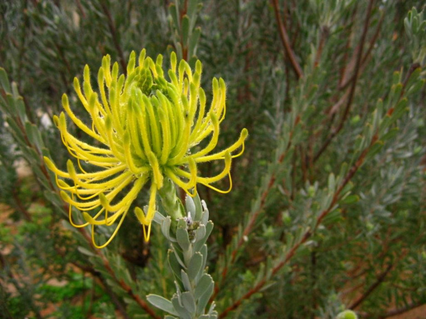 Protea..