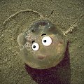 Jedna z ostatnich, która z morza sobie ... #meduza #żart