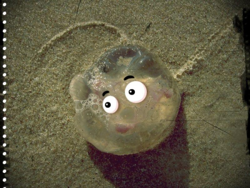 Jedna z ostatnich, która z morza sobie ... #meduza #żart