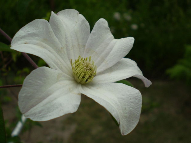 #biały #kwiat #makro #lato