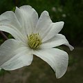 #biały #kwiat #makro #lato