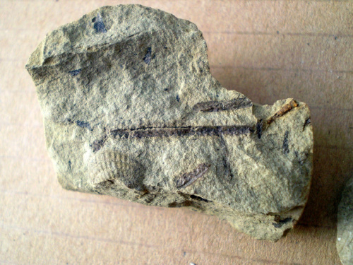 Graptolity ; na dole kawałek małża . Długość najdłuższego osobnika – 2,2 cm ; długość małża – 1 cm . Wiek : ? Data znalezienia : 2006 .
