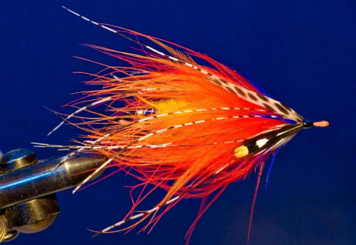 Orange Dee
