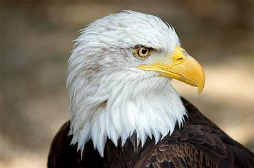 portret bielika a. #ptaki #orły #BielikAmerykański #portrety