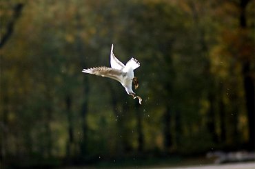 mewa łapie rybę #ptaki #loty #mewy #MewaŚmieszka #ryba