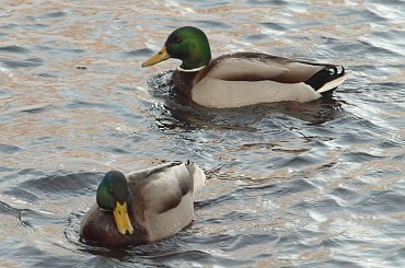 Nad Czarną Hańczą #kaczka #kaczki #kaczor #ptak #ptaki #zima #rzeka #Suwałki #CzarnaHańcza