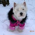 West Highland White Terrier
Fama Wichrowe Łąki #terier #pies #west #westie #Fama