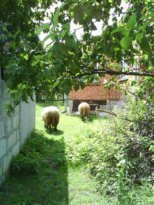 Owce u Piwowarkowej #Zajezierze
