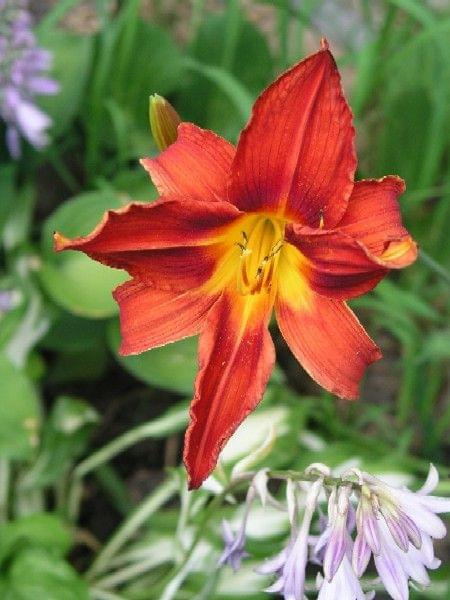 Hemerocallis x hybrida 'Baja' (Liliowiec ogrodowy)