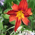 Hemerocallis x hybrida 'Baja' (Liliowiec ogrodowy)