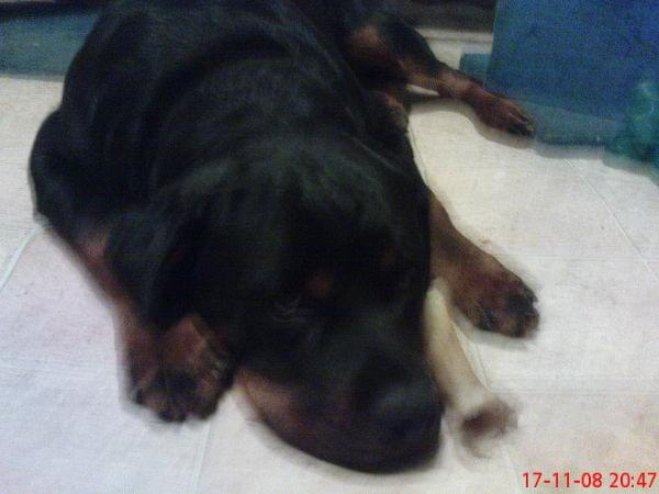 #pies #psy #rottweiler