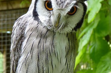 #ptaki #sowa #sowy #zwierzęta #przyroda