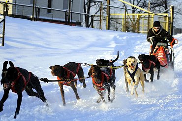 Trening klubu zaprzęgowego Amberdog. Stadion CKiS Pruszcz Gdański. #PsieZaprzęgi #CkisPruszczGdański #PsyZaprzęgowe #IgorTracz #OlgierdTracz #traczer