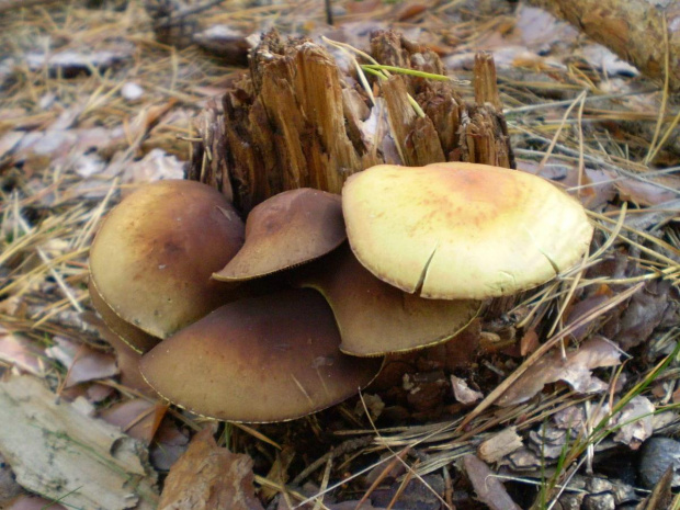 Łysiczka trująca - Hypholoma fasciculare . Data : 05.10.2008. Miejscowość : Piaski Wielkopolskie .