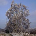#zima #las #drzewo #sorux #przyroda #krajobraz #natura #śnieg