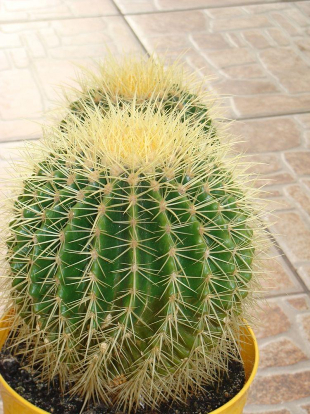 Echinocactus grusonii