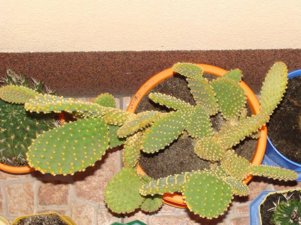 Opuntia microdasys