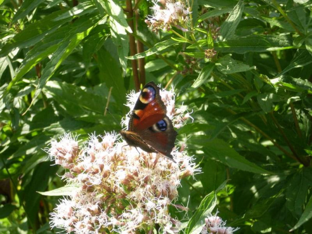 #motyl #natura