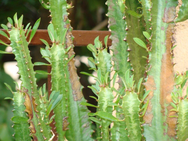 Euphorbia trigona