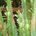 Euphorbia trigona