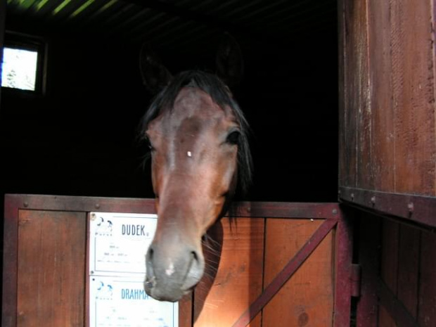 Dudek #konie