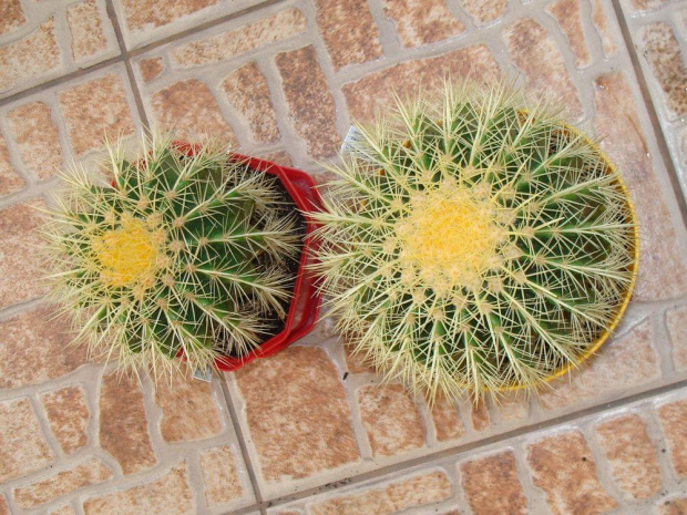 Echinocactus grusonii