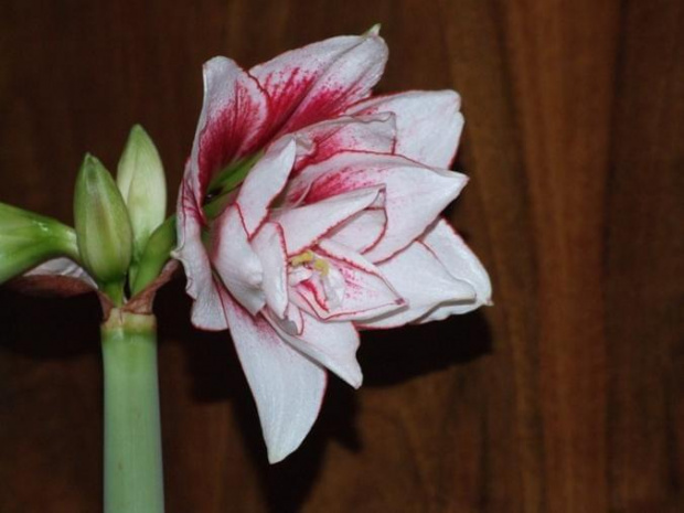 odmiana 'Elvas' - 17 stycznia 2009 #Hippeastrum #Elvas #hydroponika #amarylis