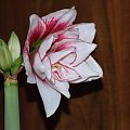 odmiana 'Elvas' - 17 stycznia 2009 #Hippeastrum #Elvas #hydroponika #amarylis