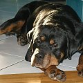 #pies #rottweiler