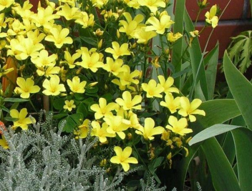 Linum flavum 'Compactum' (Len złocisty)