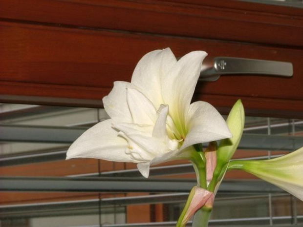 odmiana 'Jewel' - 25 marca 2008 #amarylis #Hippeastrum #hydroponika #Jewel